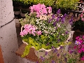 IMGP3150.JPG