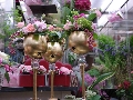 IMGP3379.JPG