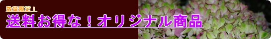 送料・箱代込のオリジナルパッケージ