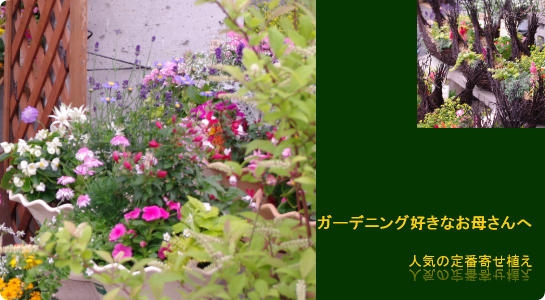 季節の寄せ植え