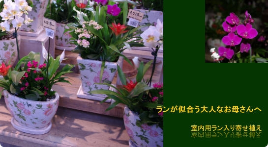 ラン入り室内用寄せ植え