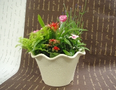 母の日　寄せ植え